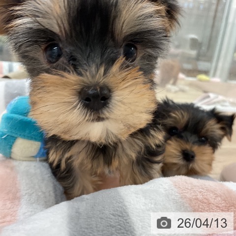 ヨークシャー・テリアの写真