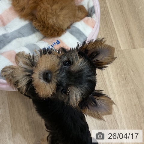 福岡県のヨークシャーテリア (ペットプラス 香椎浜店/2026年2月11日生まれ/女の子/スチールブルータン)の子犬の4枚目の画像