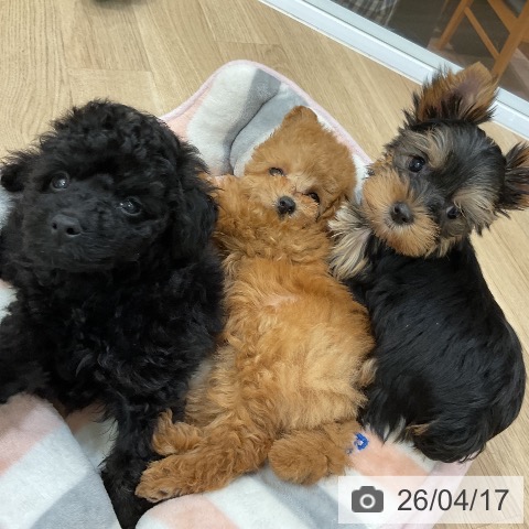 福岡県のヨークシャーテリア (ペットプラス 香椎浜店/2026年2月11日生まれ/女の子/スチールブルータン)の子犬の3枚目の画像