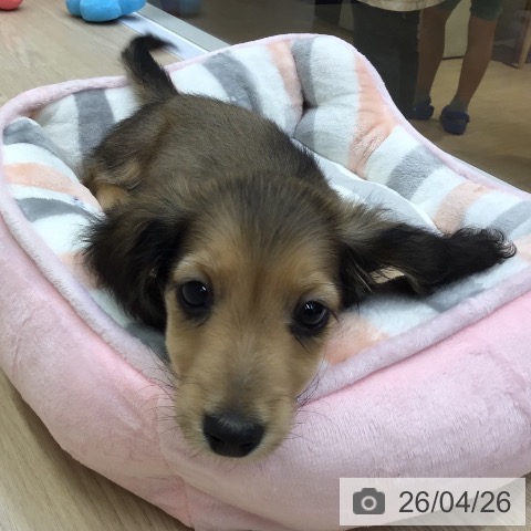 沖縄県のミニチュアダックスフンド(ロング) (ペットプラス 沖縄ライカム店/2026年2月12日生まれ/男の子/シェーデットイエロー)の子犬の4枚目の画像