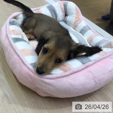 沖縄県のミニチュアダックスフンド(ロング) (ペットプラス 沖縄ライカム店/2026年2月12日生まれ/男の子/シェーデットイエロー)の子犬の3枚目の画像