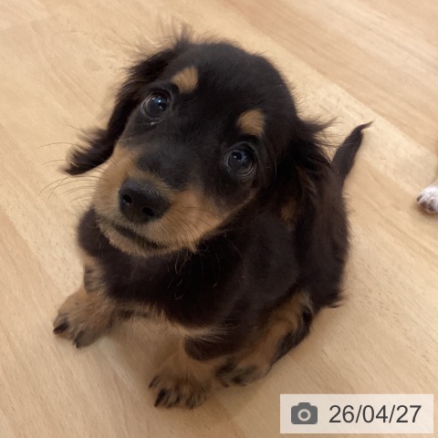 福岡県のミニチュアダックスフンド(ロング) (ペットプラス 福岡伊都店/2026年2月12日生まれ/男の子/ブラックタン)の子犬の4枚目の画像