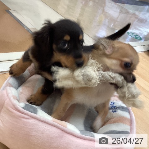 福岡県のミニチュアダックスフンド(ロング) (ペットプラス 福岡伊都店/2026年2月12日生まれ/男の子/ブラックタン)の子犬の3枚目の画像