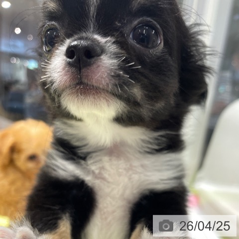 福岡県のチワワ(ロング) (ペットプラス MARK IS 福岡ももち店/2026年2月8日生まれ/男の子/ブラックタンホワイト)の子犬の3枚目の画像