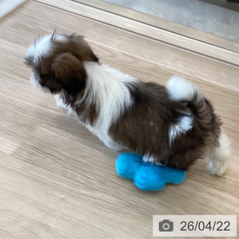 福岡県のシーズー (ペットプラス ららぽーと福岡店/2026年2月5日生まれ/女の子/ゴールドホワイト)の子犬の4枚目の画像