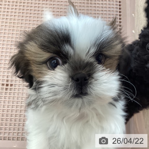 福岡県のシーズー (ペットプラス ららぽーと福岡店/2026年2月5日生まれ/女の子/ゴールドホワイト)の子犬の3枚目の画像