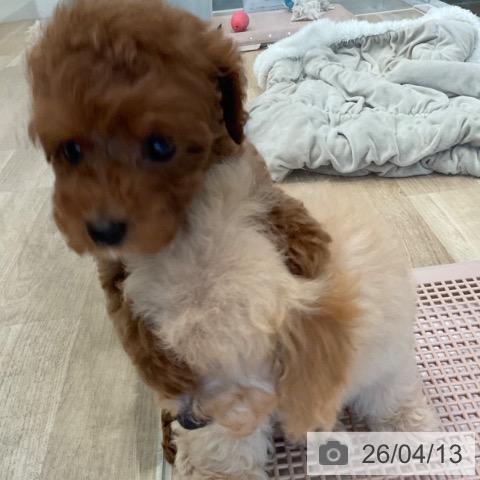 トイ・プードルの写真