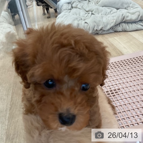 トイ・プードルの写真