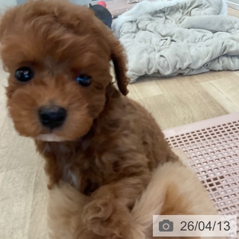 トイ・プードルの写真