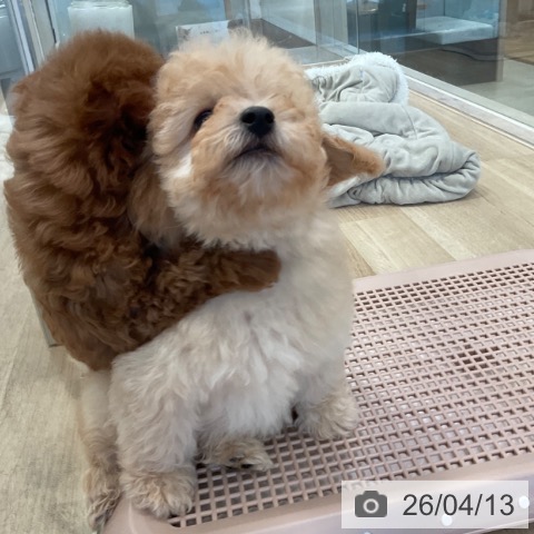 トイ・プードルの写真