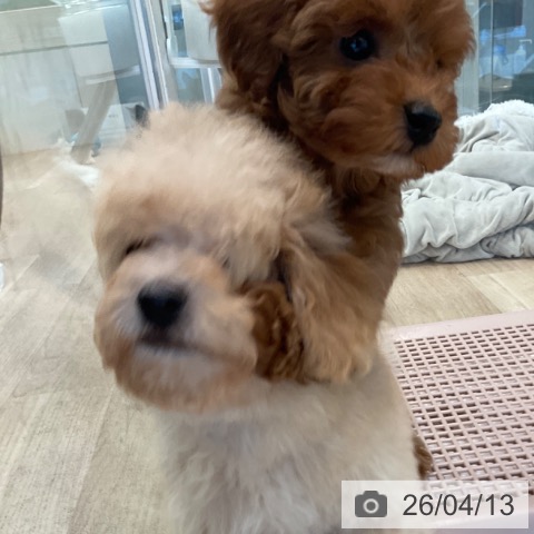 トイ・プードルの写真