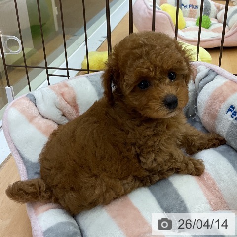 トイ・プードルの写真