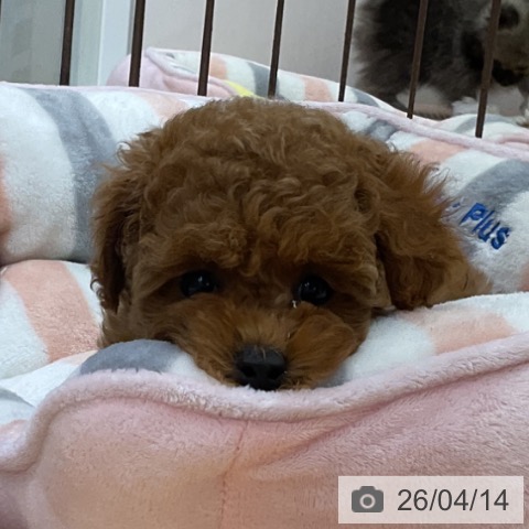 トイ・プードルの写真