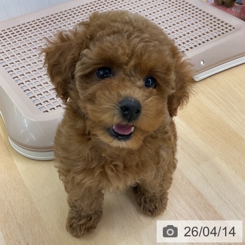 トイ・プードルの写真