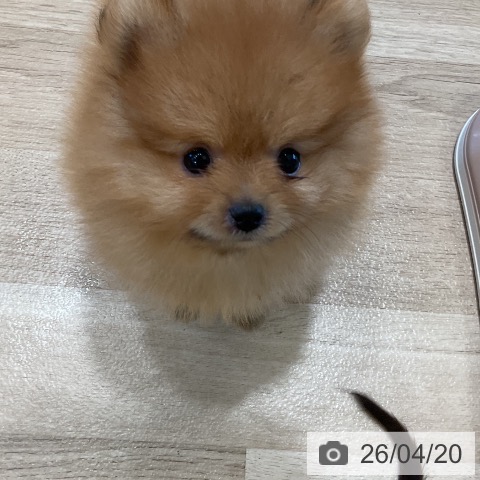 福岡県のポメラニアン (ペットプラス 香椎浜店/2026年2月12日生まれ/男の子/オレンジ)の子犬の4枚目の画像