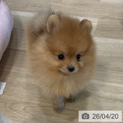 福岡県のポメラニアン (ペットプラス 香椎浜店/2026年2月12日生まれ/男の子/オレンジ)の子犬の3枚目の画像
