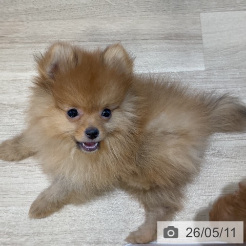 福岡県のポメラニアン (ペットプラス 香椎浜店/2026年2月12日生まれ/男の子/オレンジ)の子犬の4枚目の画像