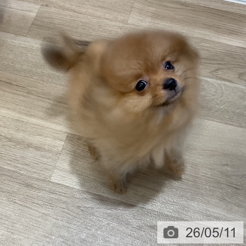 福岡県のポメラニアン (ペットプラス 香椎浜店/2026年2月12日生まれ/男の子/オレンジ)の子犬の3枚目の画像