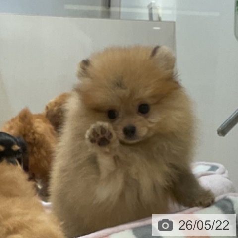 福岡県のポメラニアン (ペットプラス 小倉南店/2026年2月12日生まれ/男の子/オレンジ)の子犬の3枚目の画像