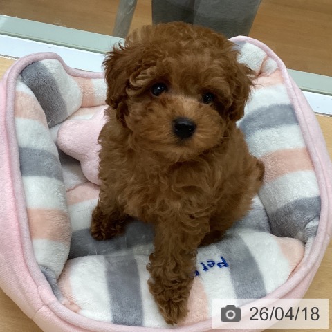 福岡県のトイプードル(トイ) (ペットプラス 黒崎店/2026年2月10日生まれ/男の子/レッド)の子犬の4枚目の画像