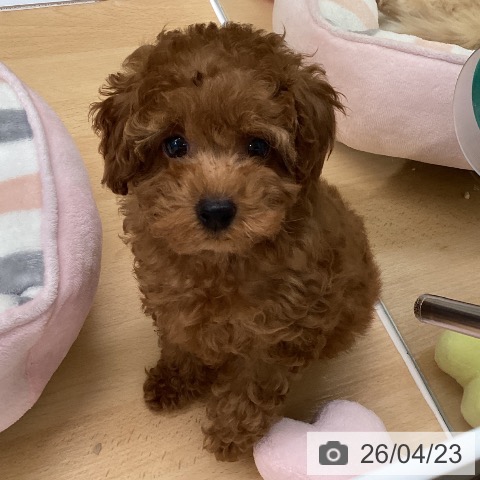 福岡県のトイプードル(トイ) (ペットプラス 黒崎店/2026年2月10日生まれ/男の子/レッド)の子犬の3枚目の画像