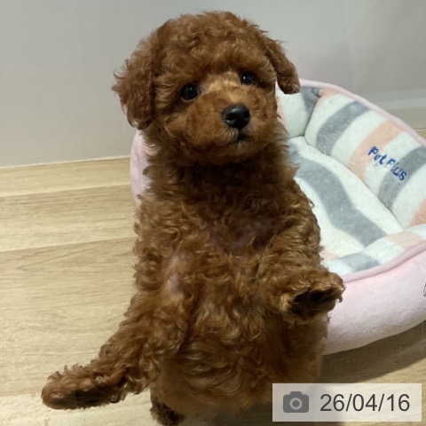 トイ・プードルの写真