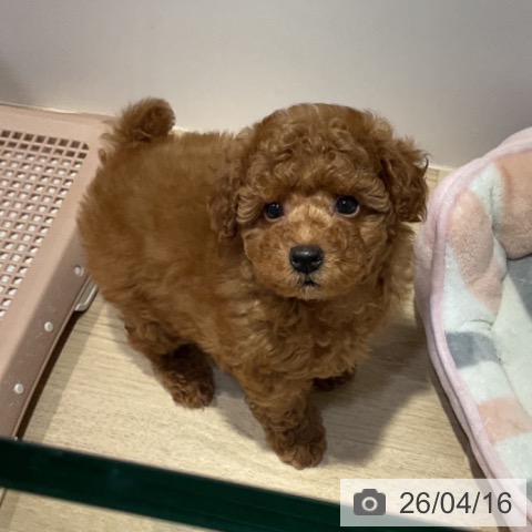 トイ・プードルの写真