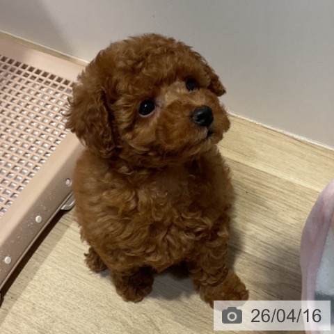 トイ・プードルの写真