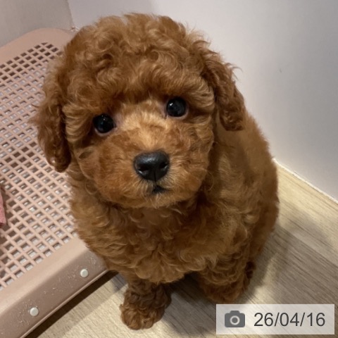 トイ・プードルの写真