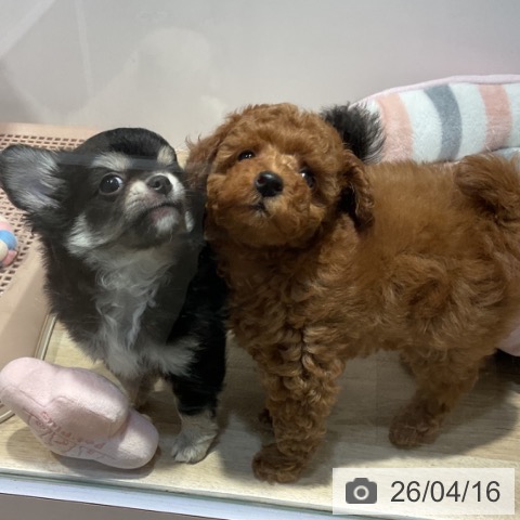 トイ・プードルの写真