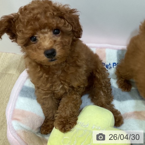 福岡県のトイプードル(トイ) (ペットプラス 小倉南店/2026年2月10日生まれ/女の子/レッド)の子犬の3枚目の画像