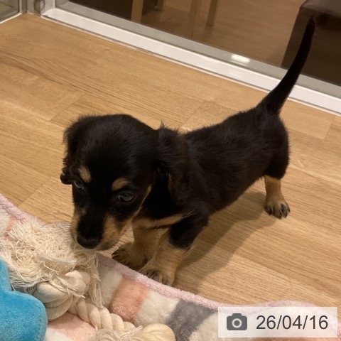 ミニチュア・ダックスフンドの写真