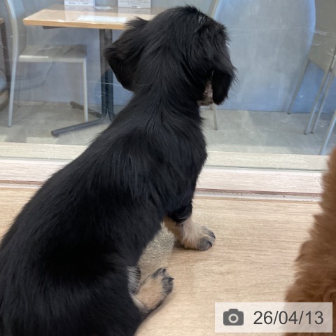 ミニチュア・ダックスフンドの写真