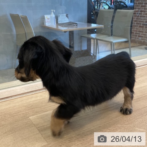 ミニチュア・ダックスフンドの写真