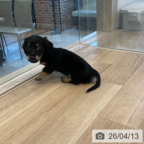 ミニチュア・ダックスフンドの写真