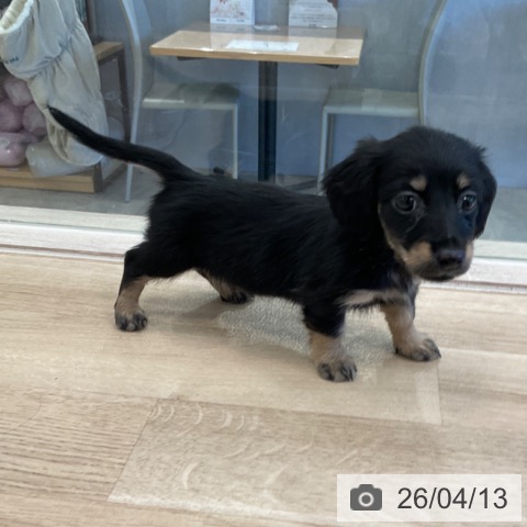 ミニチュア・ダックスフンドの写真