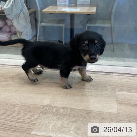 ミニチュア・ダックスフンドの写真