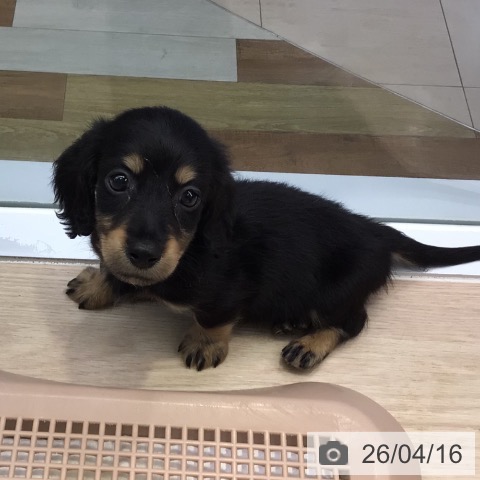 東京都のミニチュアダックスフンド(ロング) (ペットプラス 多摩平の森店/2026年2月12日生まれ/男の子/ブラックイエロー)の子犬の3枚目の画像