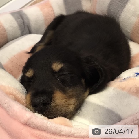 ミニチュア・ダックスフンドの写真