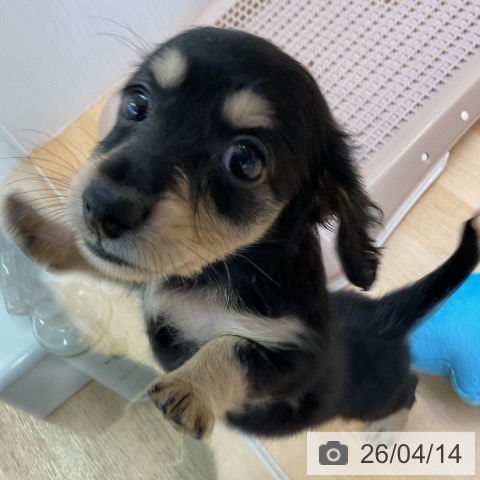 ミニチュア・ダックスフンドの写真