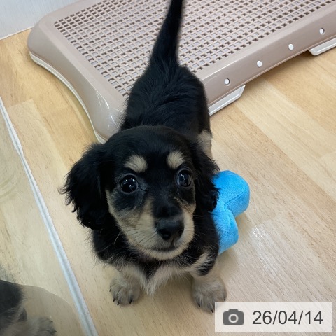 ミニチュア・ダックスフンドの写真