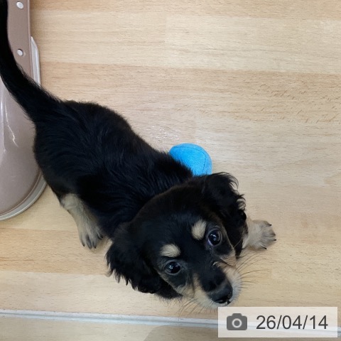 ミニチュア・ダックスフンドの写真