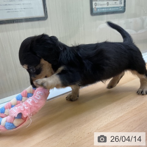 ミニチュア・ダックスフンドの写真