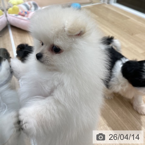 ポメラニアンの写真