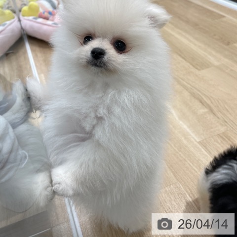 ポメラニアンの写真