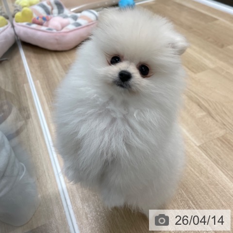 ポメラニアンの写真