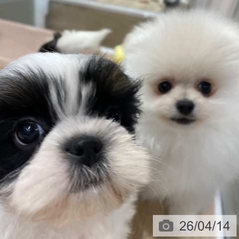 ポメラニアンの写真