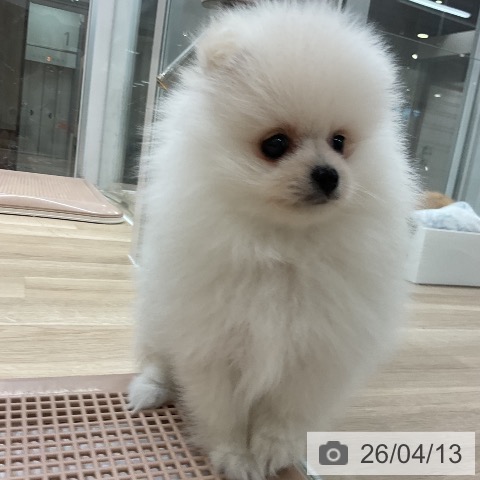 ポメラニアンの写真