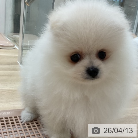 ポメラニアンの写真