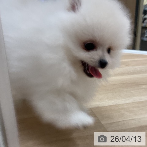 ポメラニアンの写真